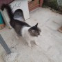Pipo (1)